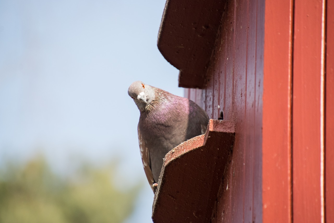 nature bird dove free photo