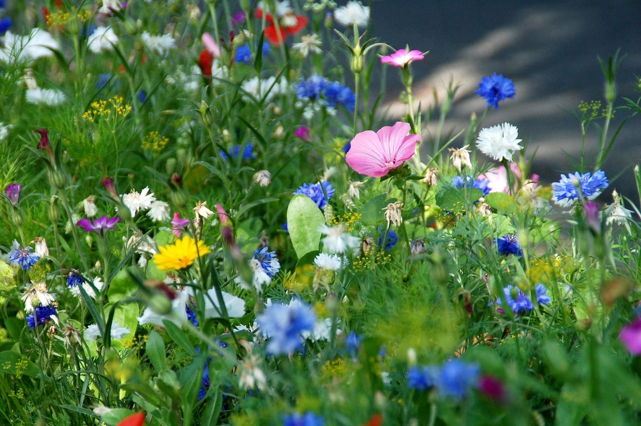 nature plant summer free photo