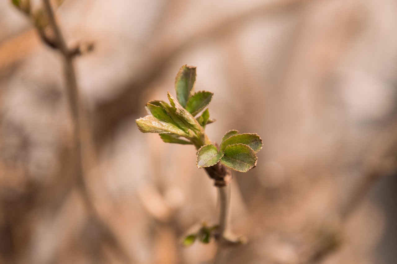 nature plant leaf free photo