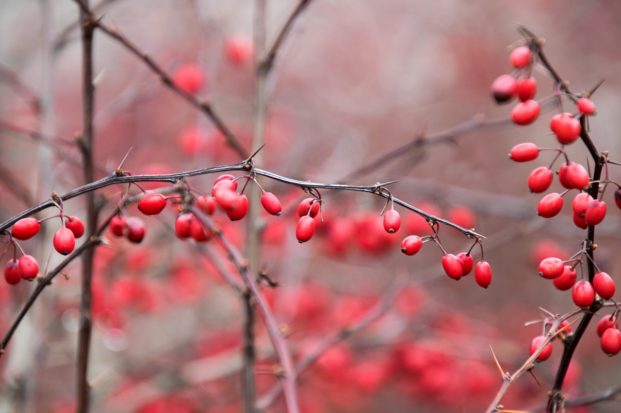 nature winter season free photo