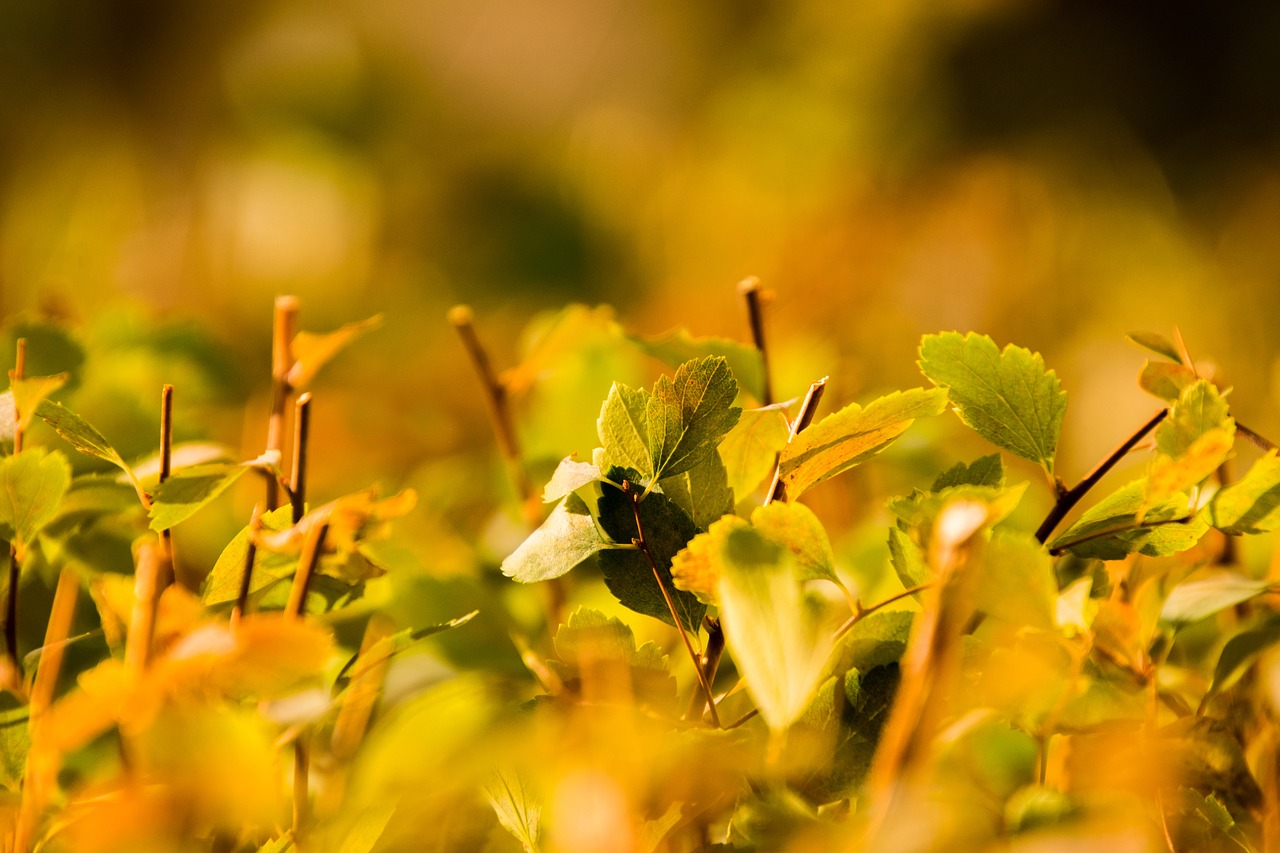 nature leaf plant free photo