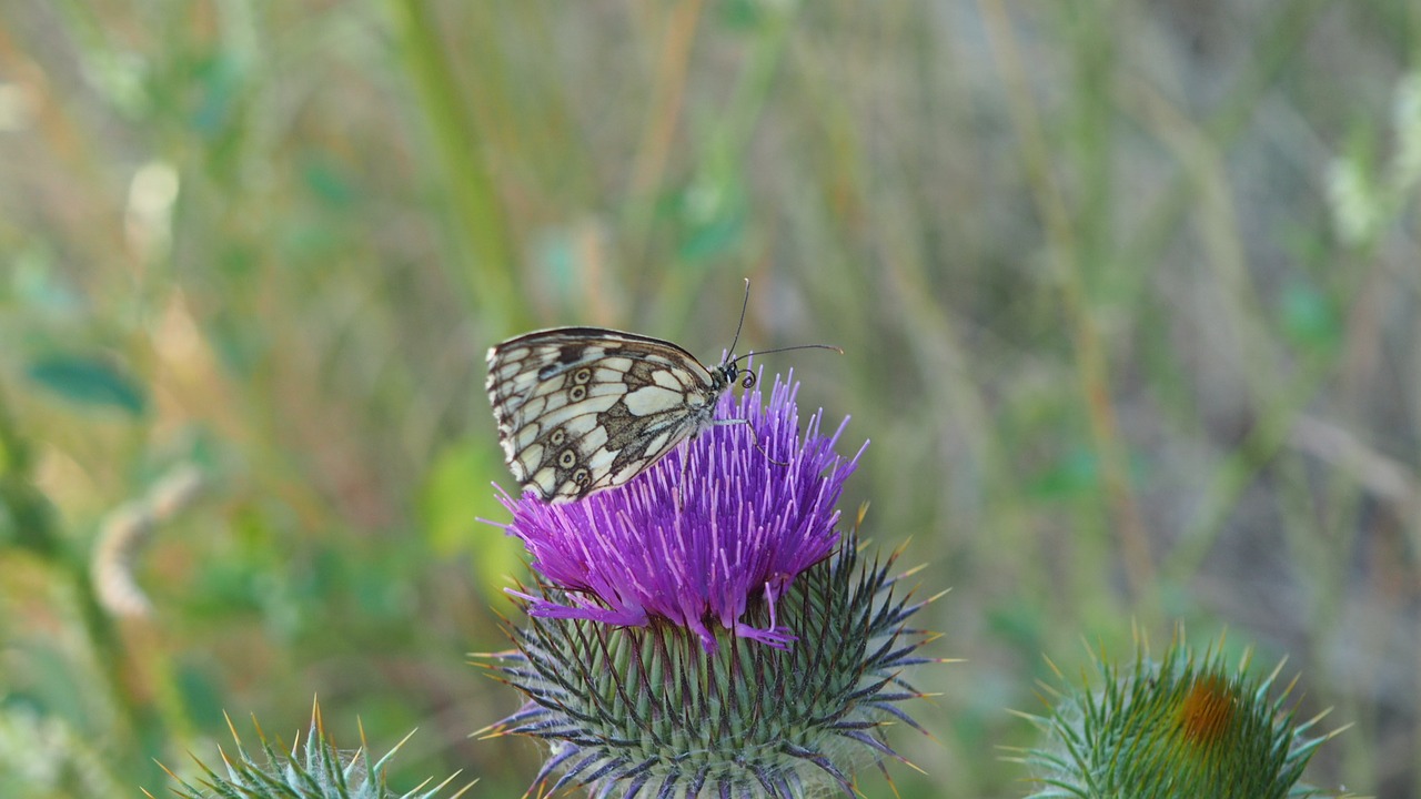 nature plant flower free photo