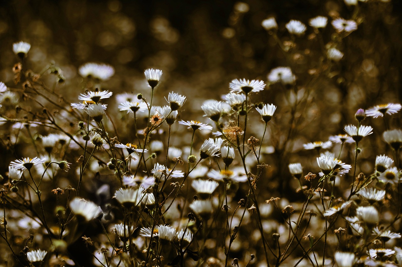 nature flower plant free photo