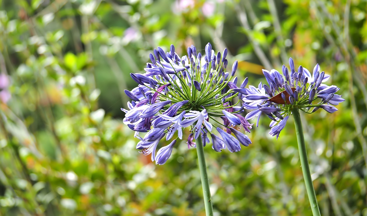 nature flora summer free photo