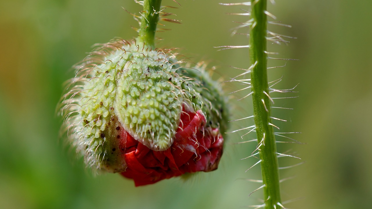 nature plant close up free photo