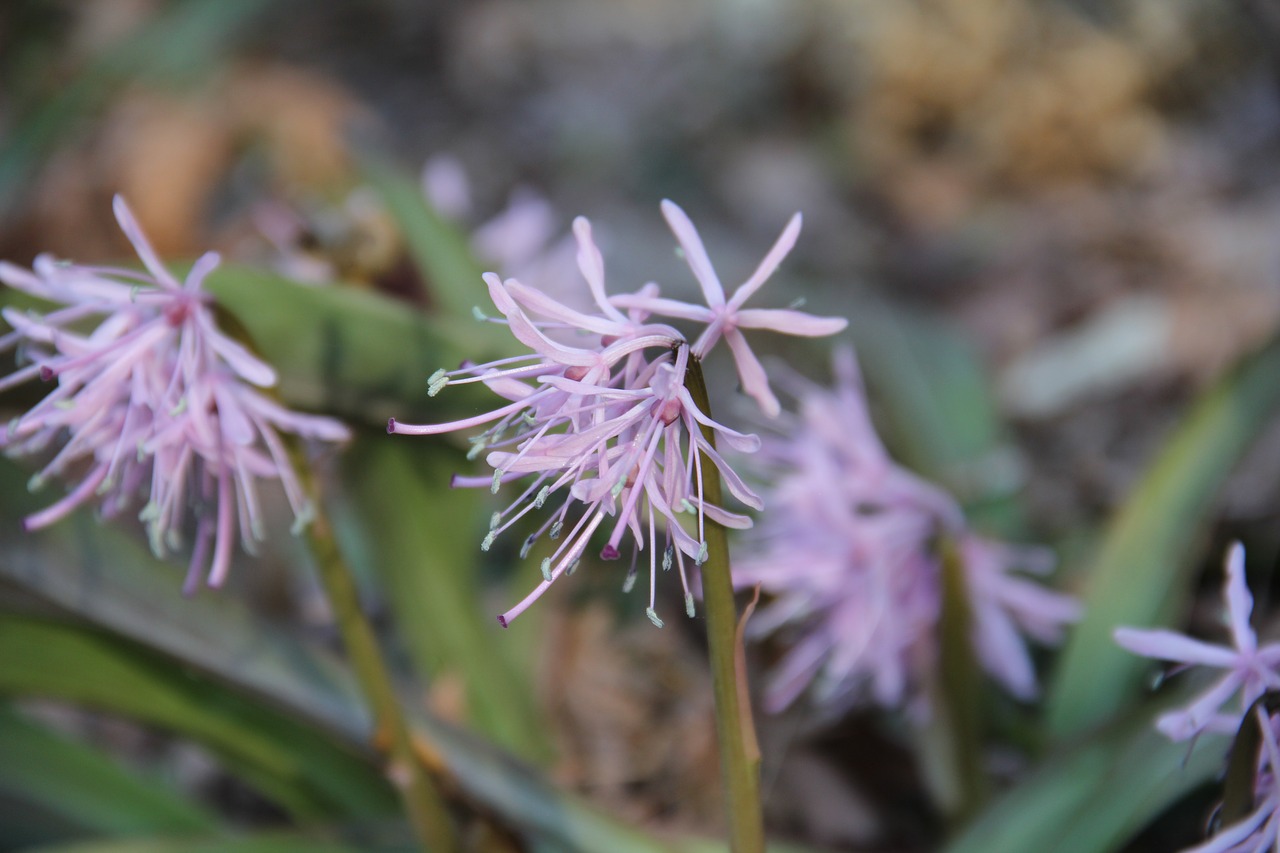 nature flora flower free photo