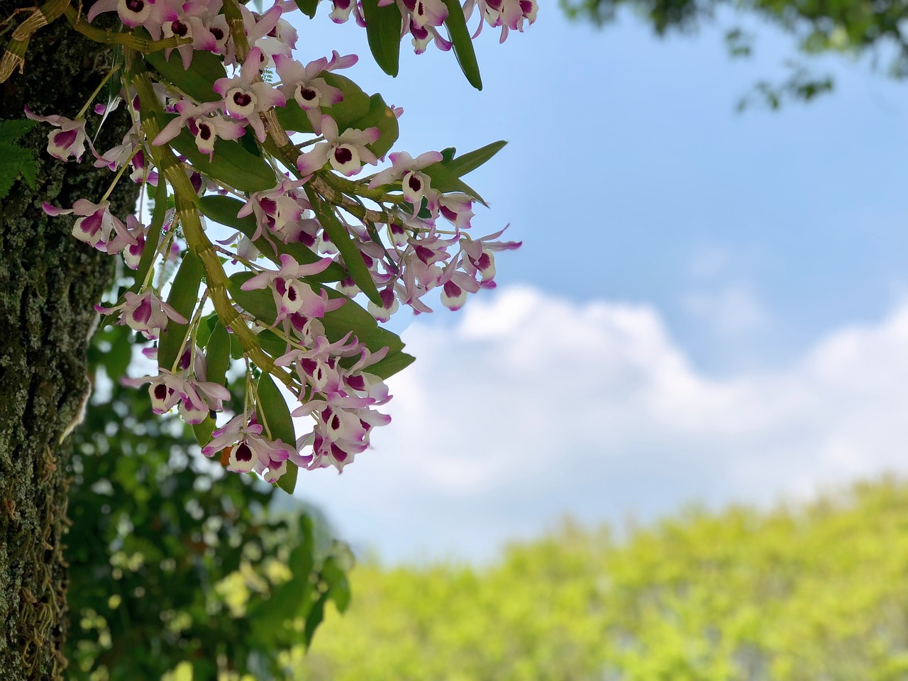 nature tree plant free photo