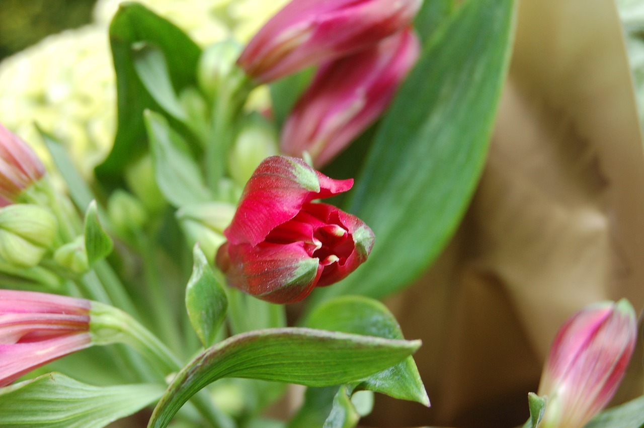 nature flower leaf free photo