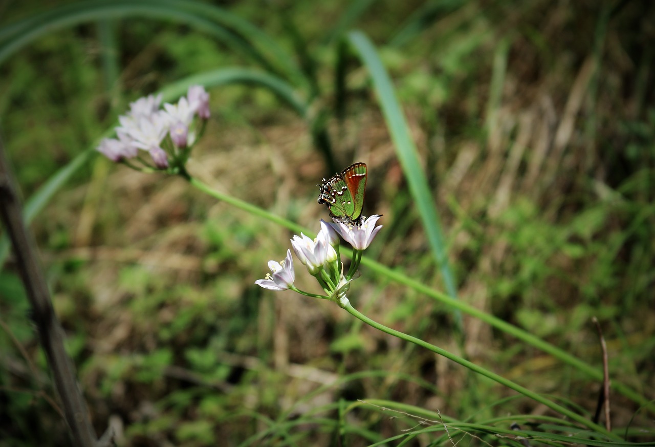 nature flower outdoors free photo