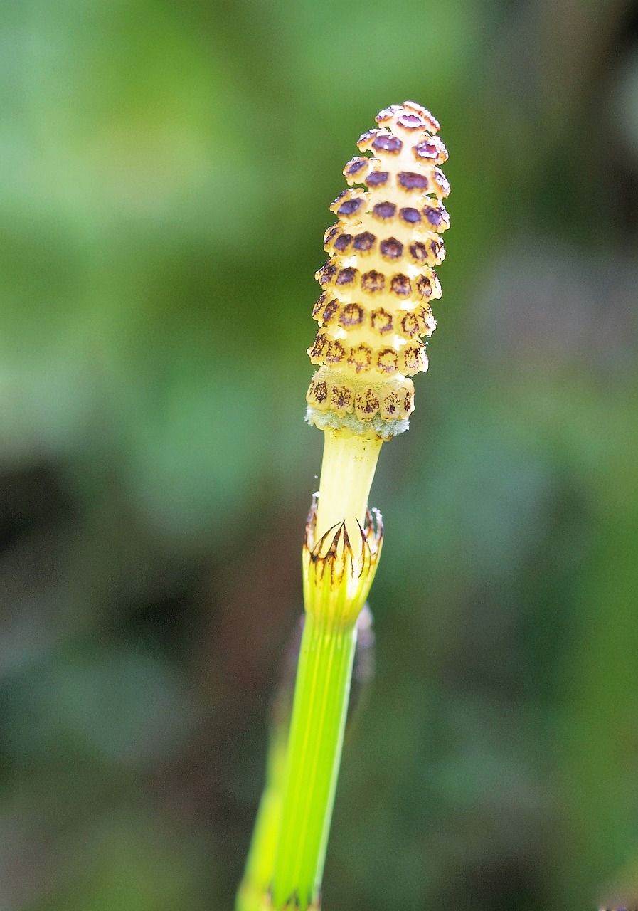 nature outdoors grass free photo