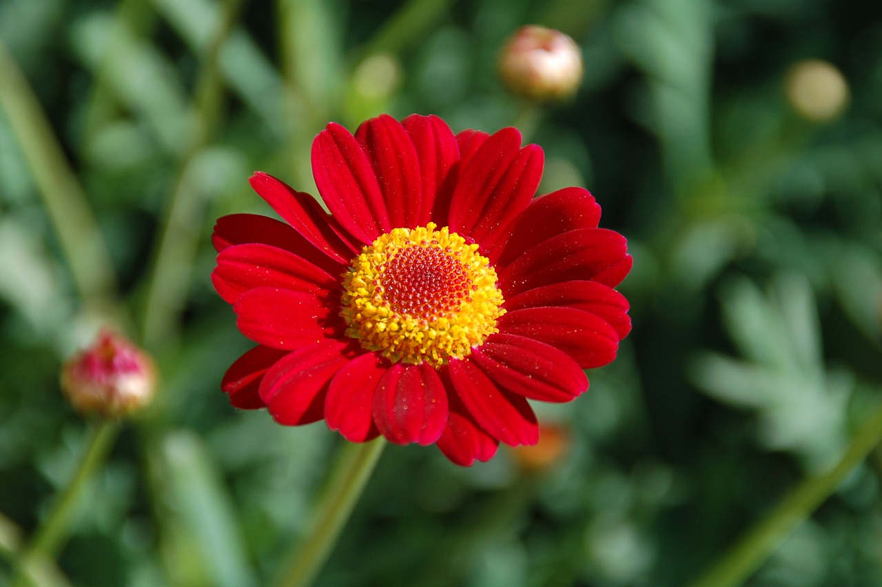 nature plant summer free photo