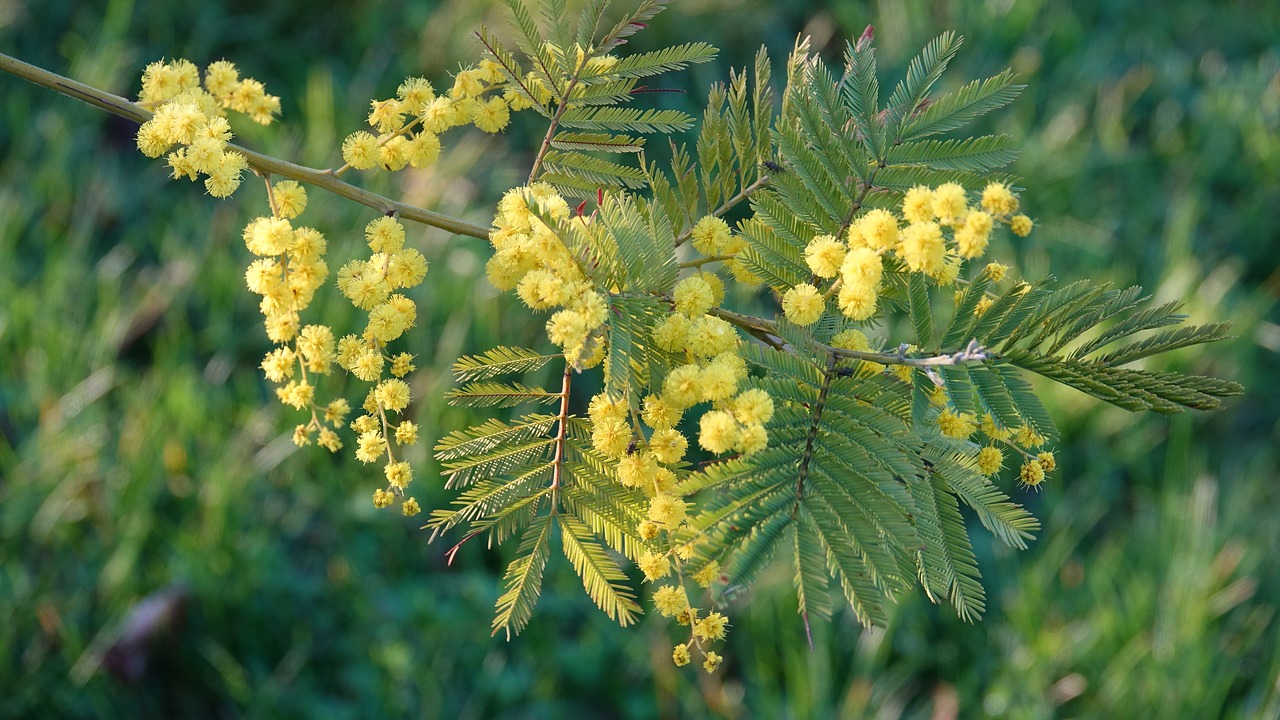 nature plant tree free photo