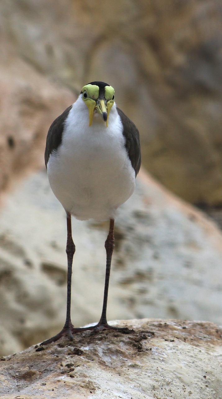 nature wildlife bird free photo