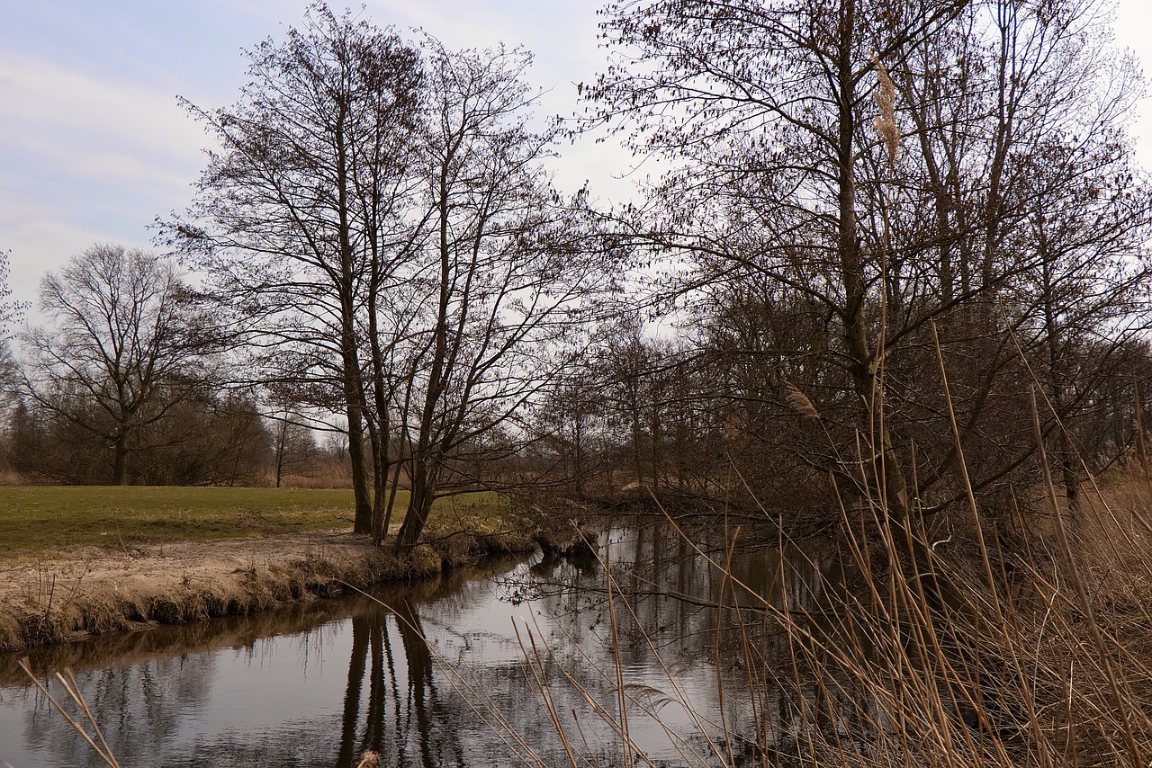 nature tree landscape free photo