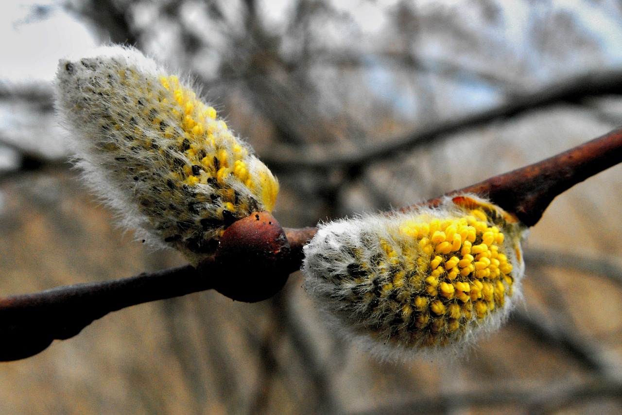 nature tree plant free photo