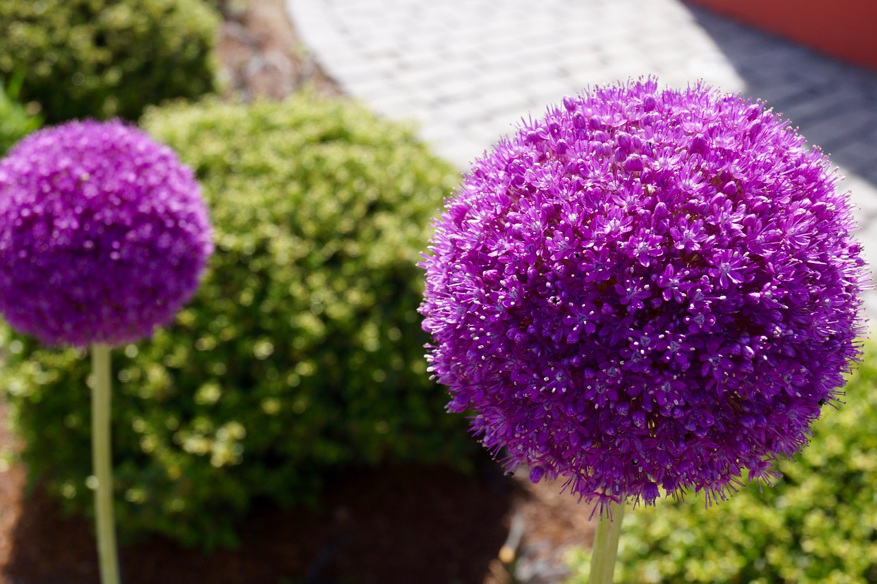 nature flower plant free photo