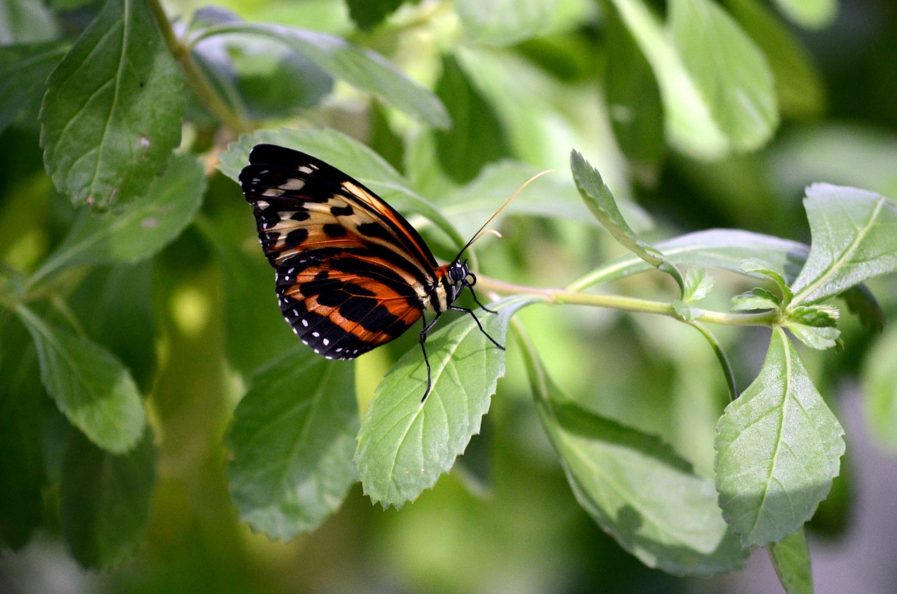 nature butterfly insect free photo