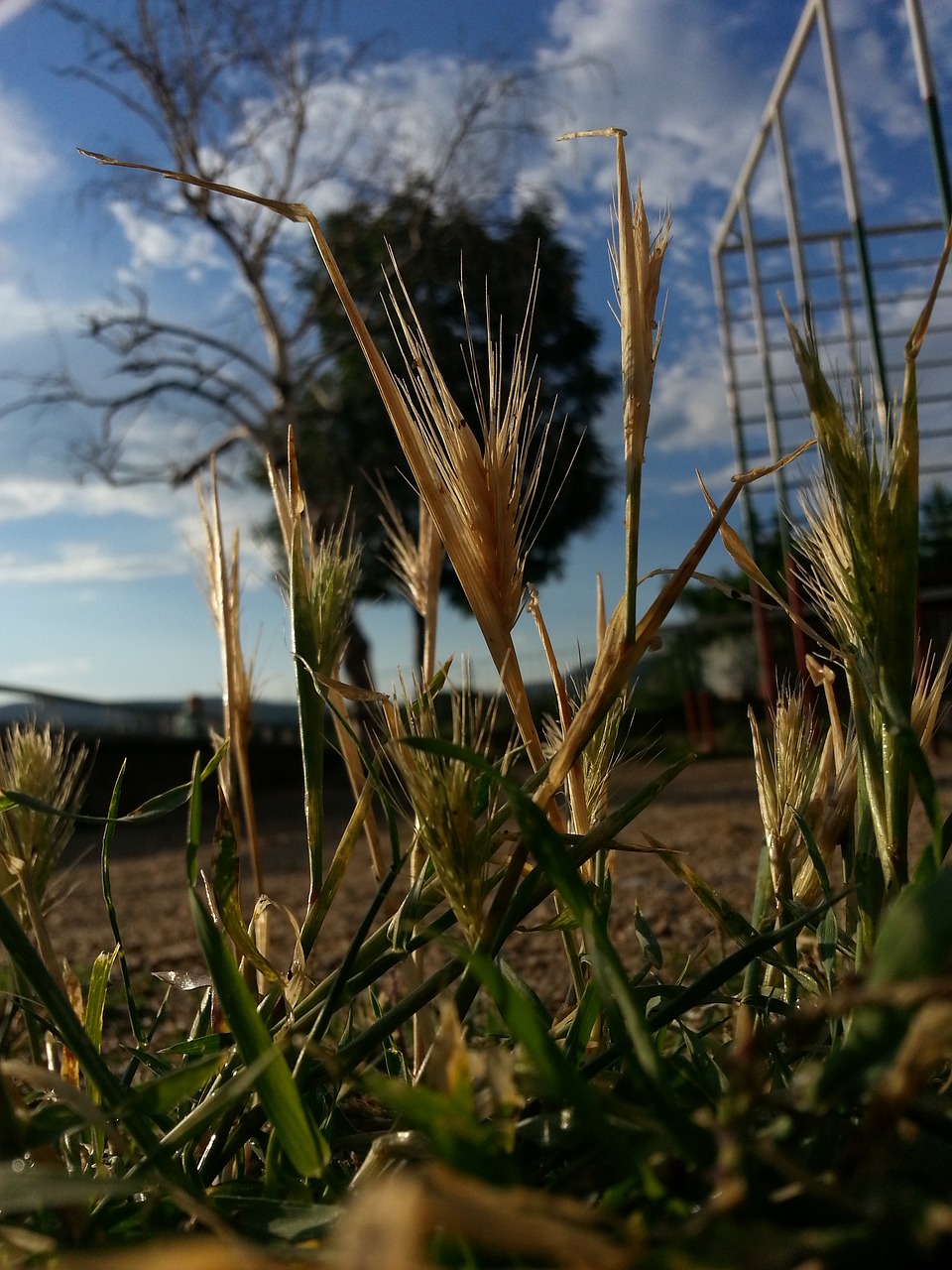 nature plant green free photo