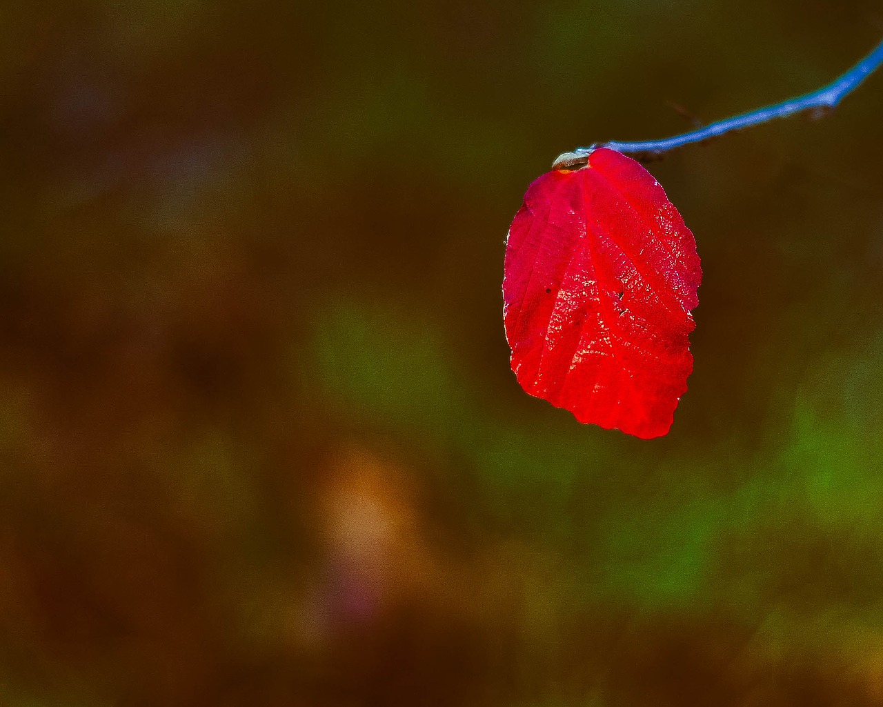 nature flower leaf free photo