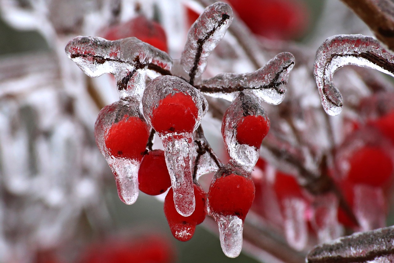 nature tree winter free photo