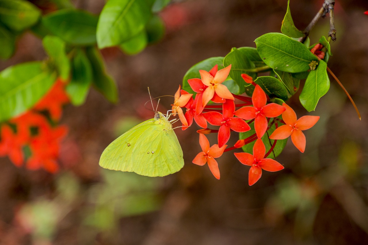 nature flower plant free photo