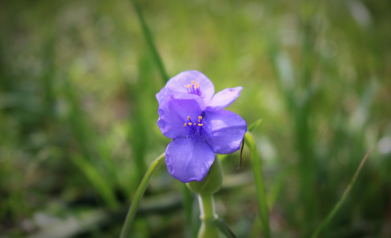 nature flora flower free photo