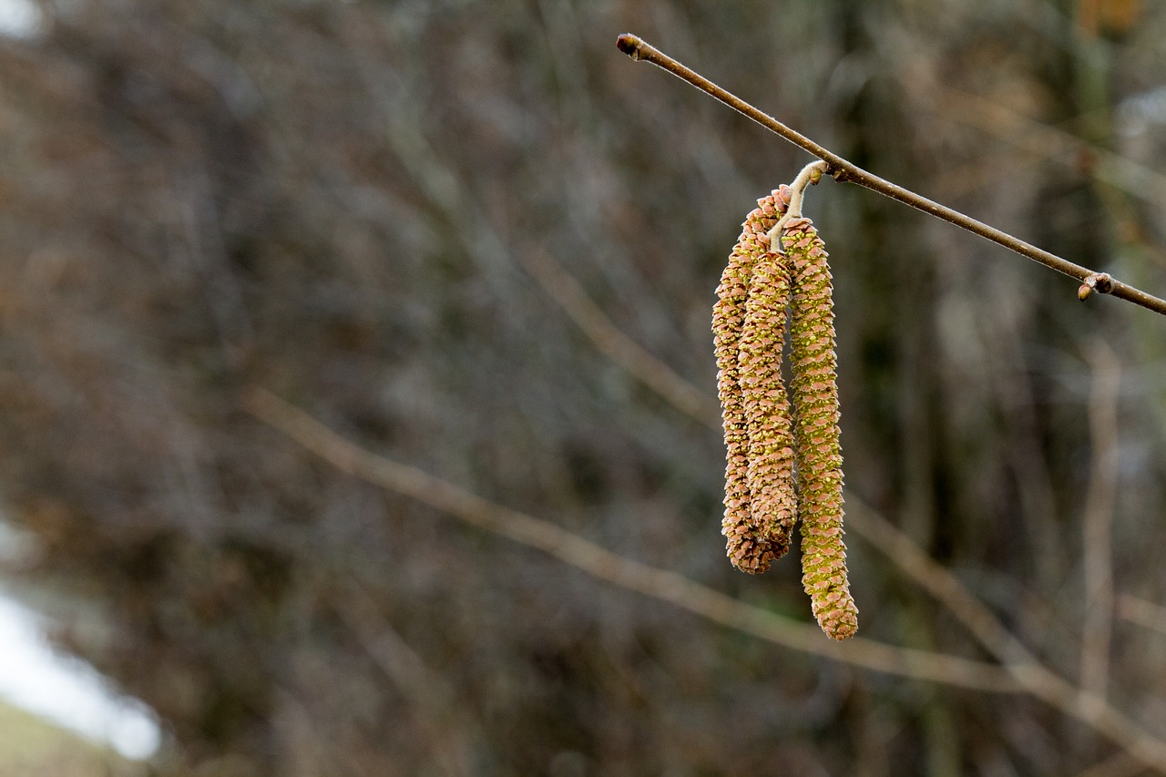 nature tree plant free photo