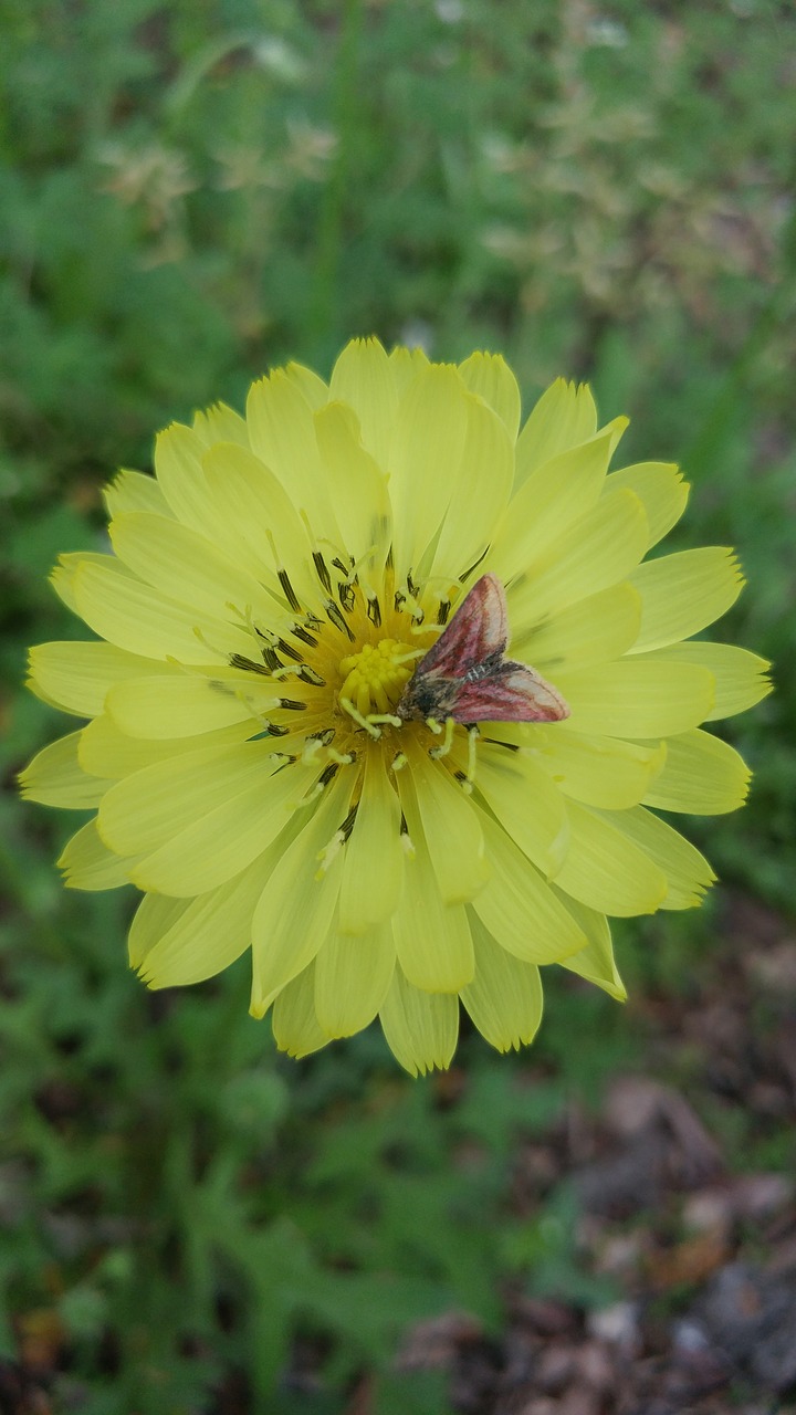 nature flower flora free photo