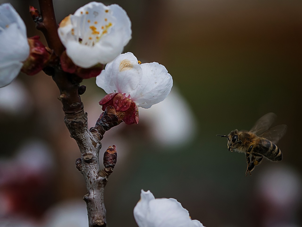 nature flower tree free photo