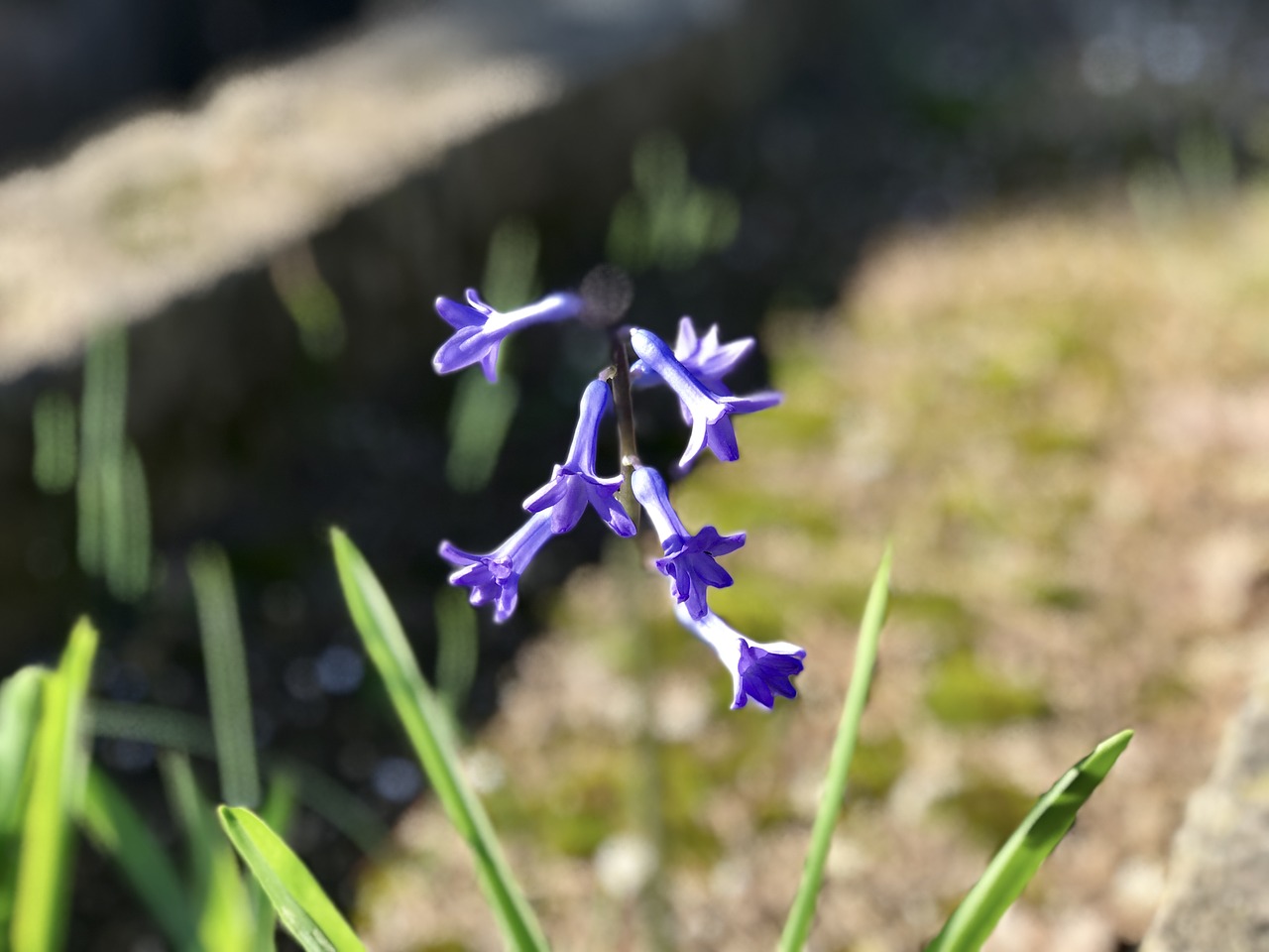 nature plant outdoor free photo