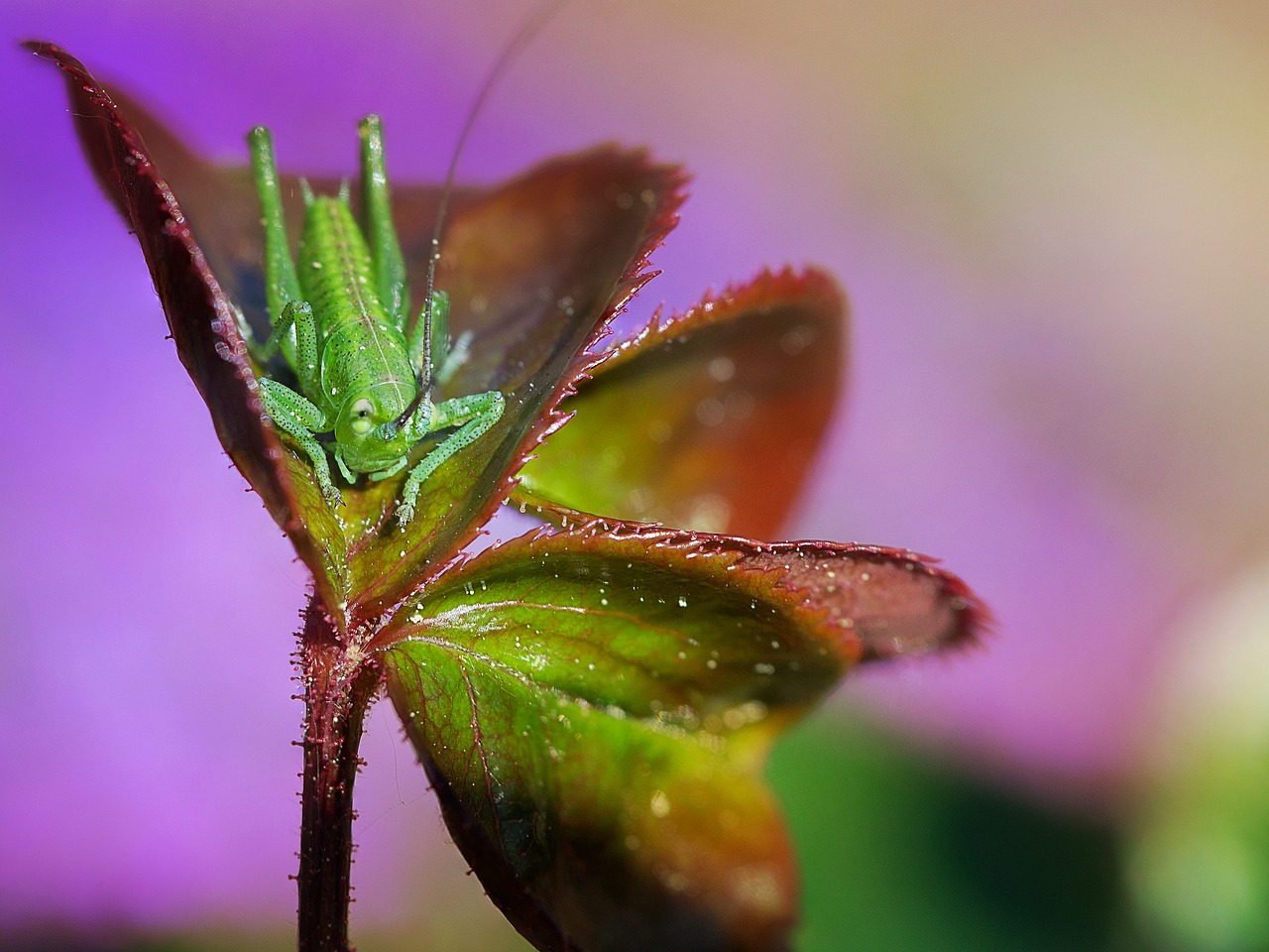 nature leaf insect free photo