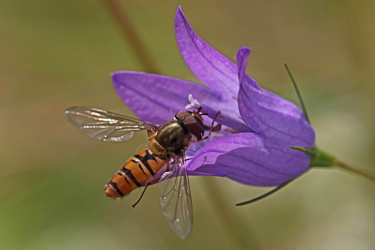 nature insect flower free photo