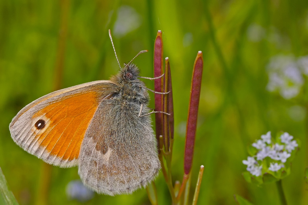 nature butterfly insect free photo