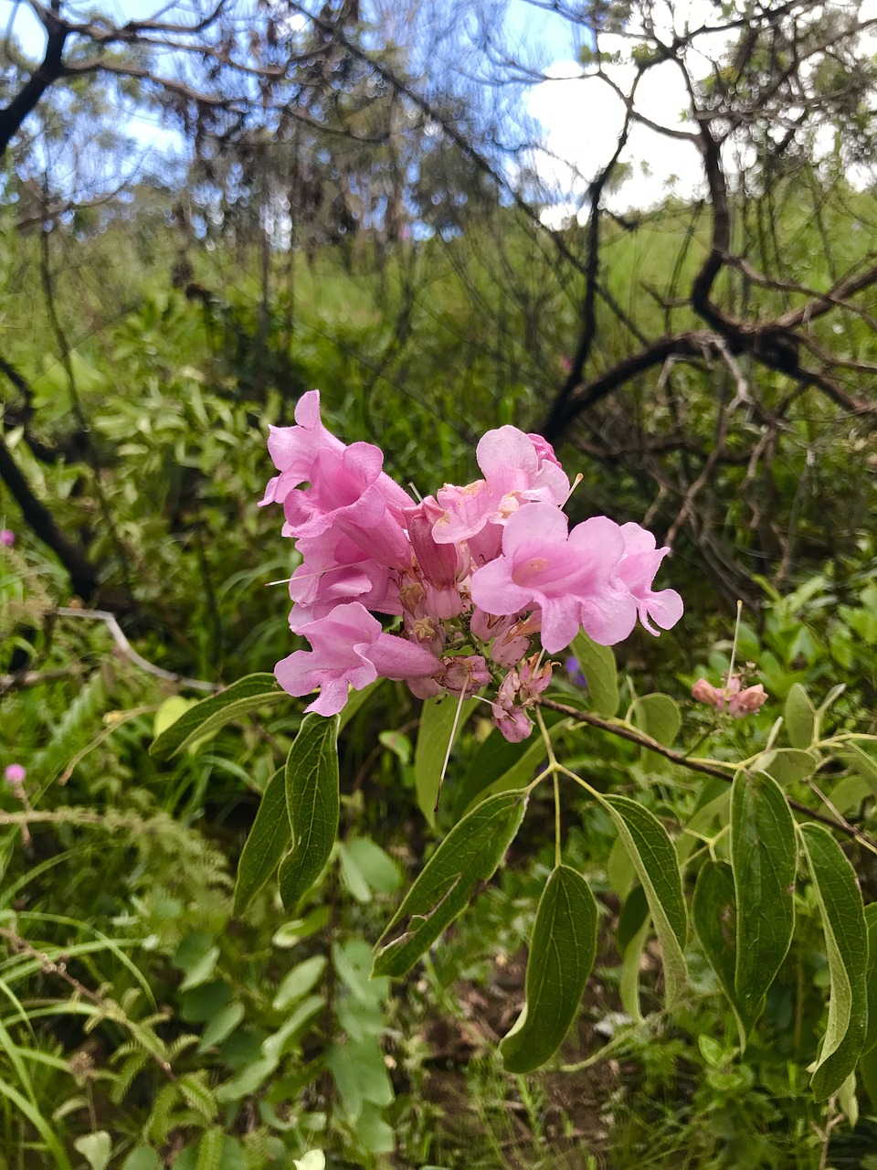 nature plant tree free photo