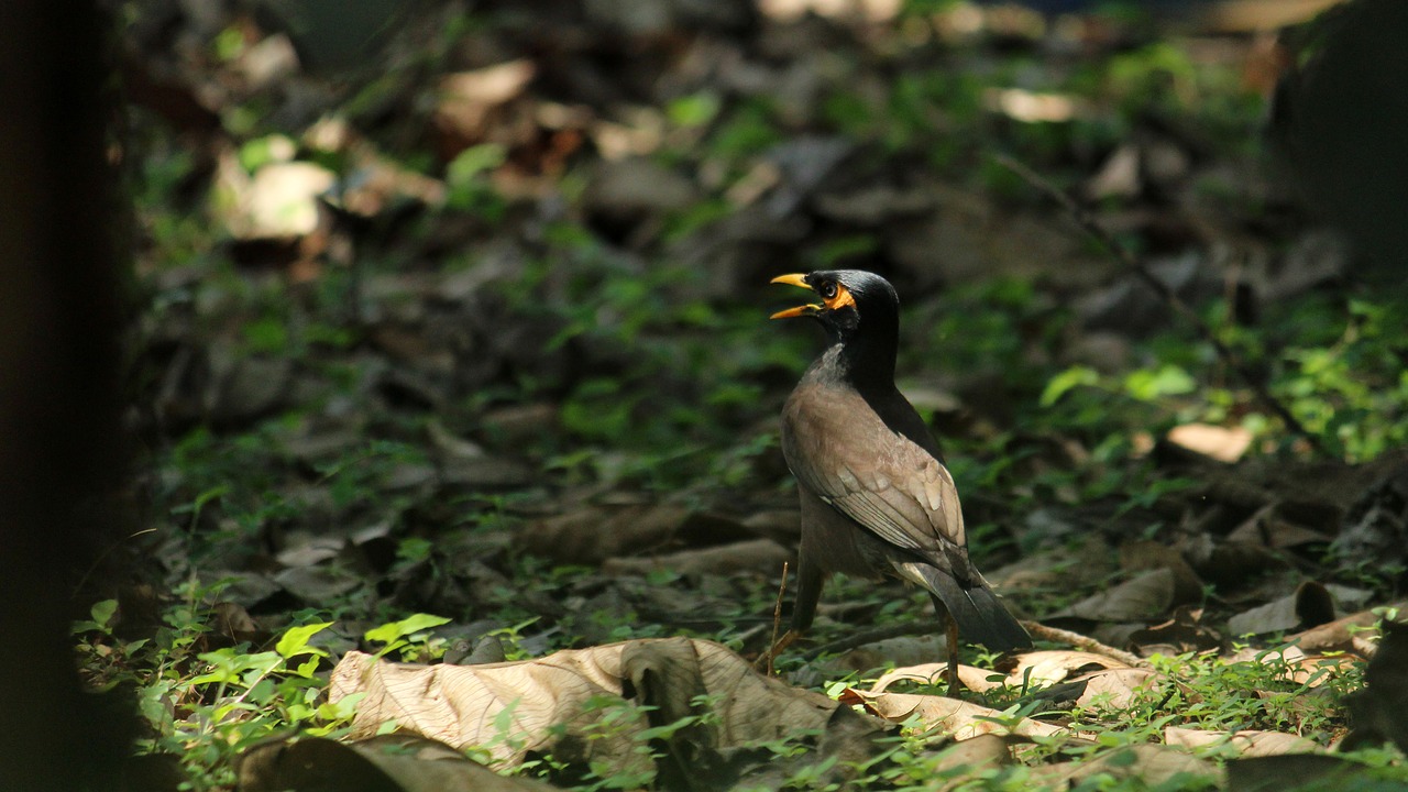 nature bird wildlife free photo