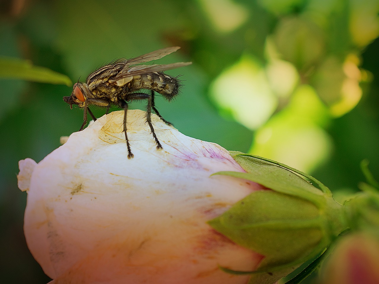 nature insect flower free photo