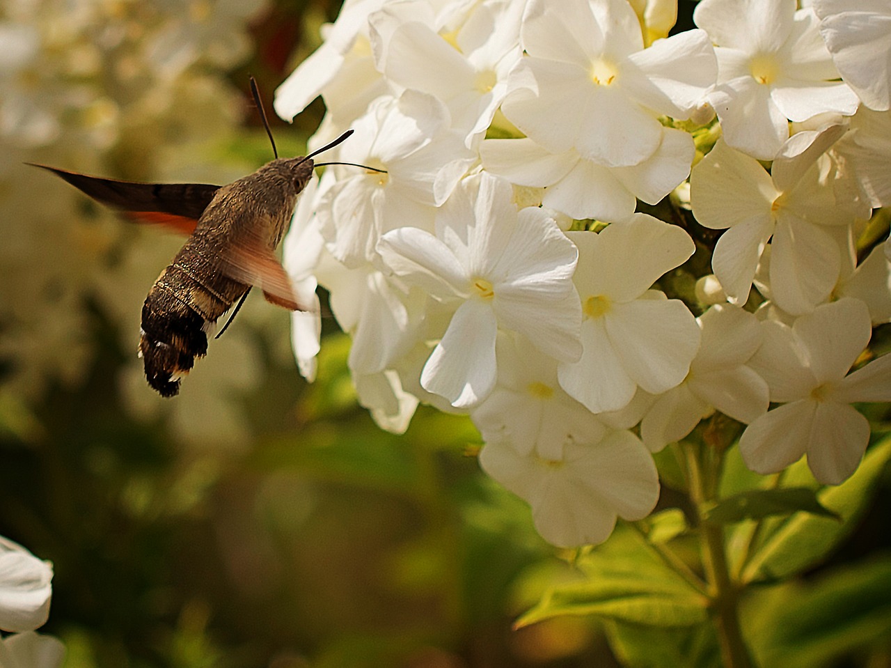 nature flower garden free photo