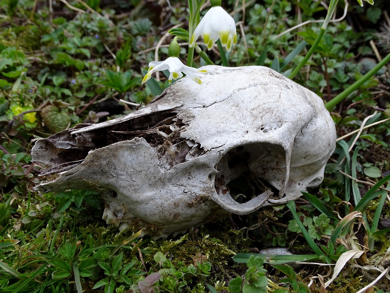 nature wild skull free photo