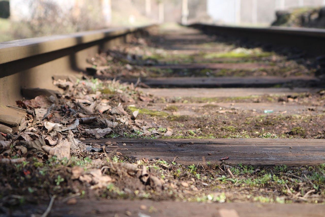 nature outdoors wood free photo