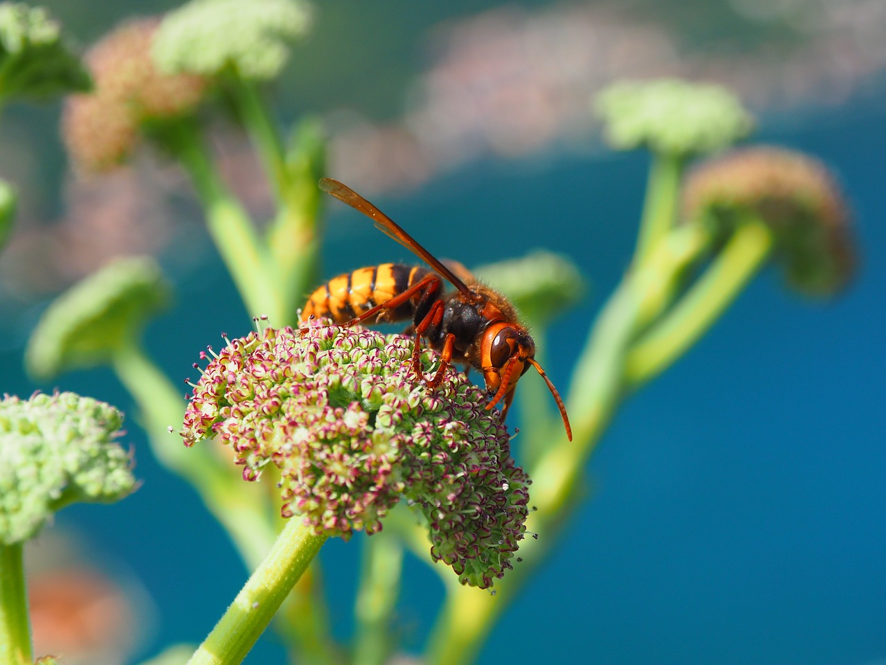 nature insect plant free photo