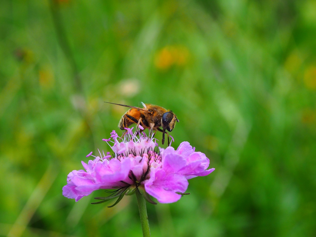 nature insect bee free photo