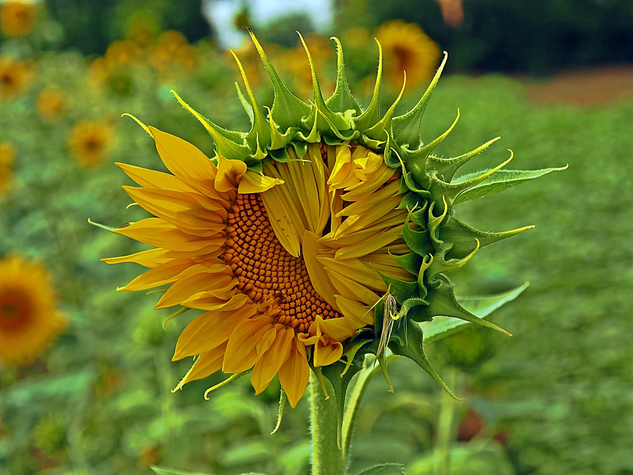 nature summer plant free photo