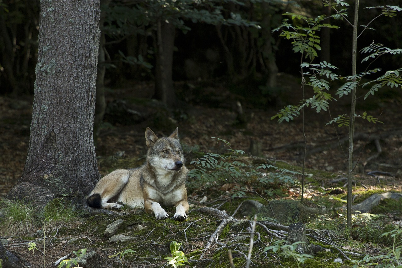 nature wood outdoors free photo