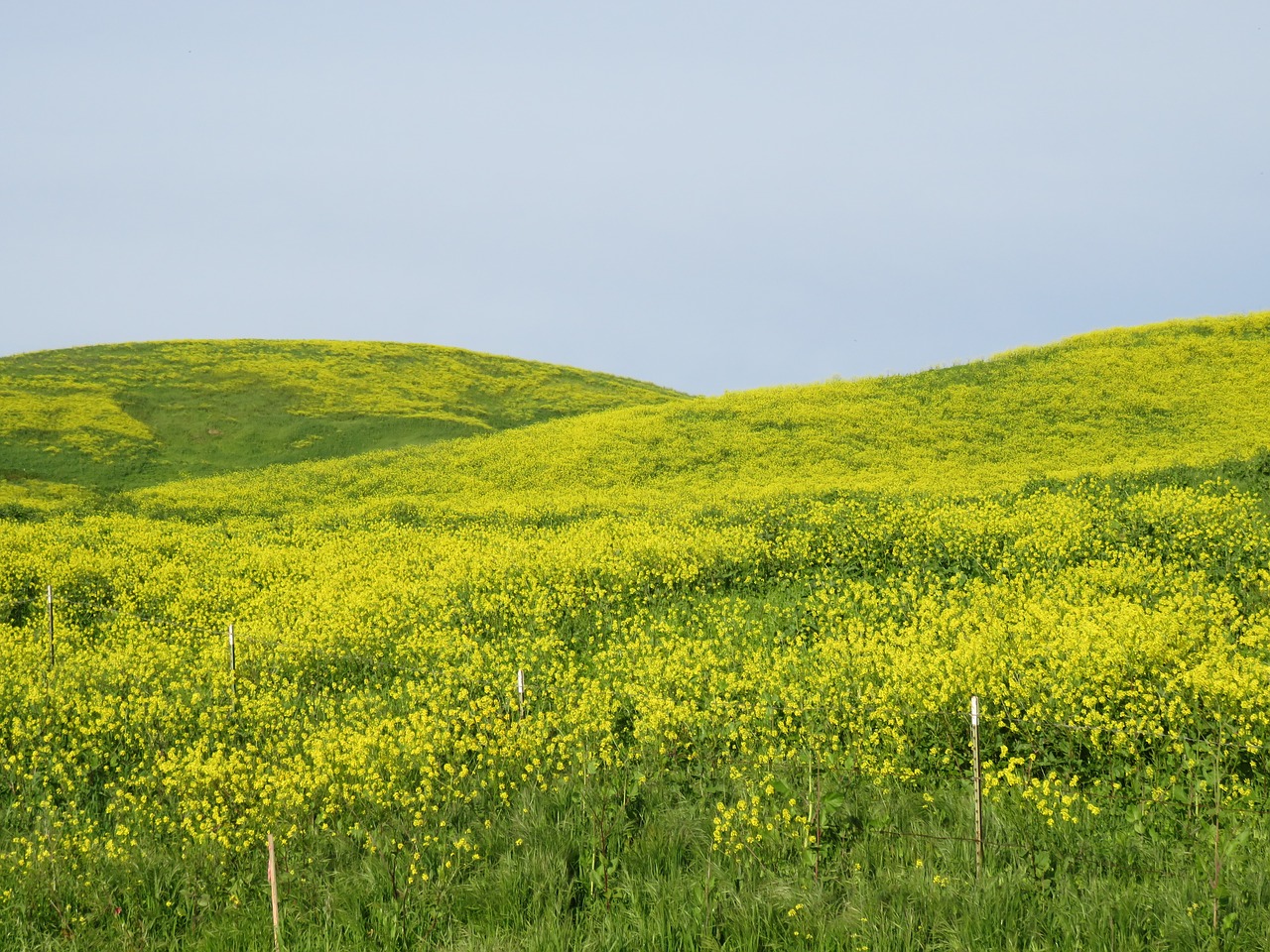 nature field landscape free photo