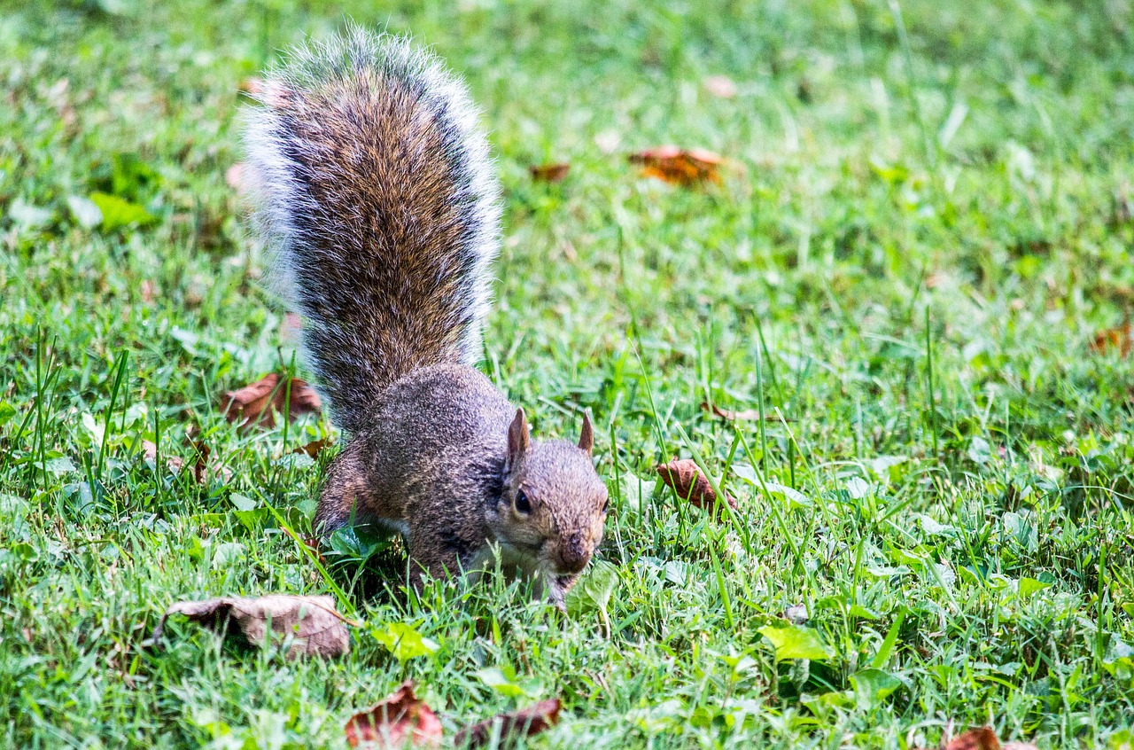 nature grass animal free photo