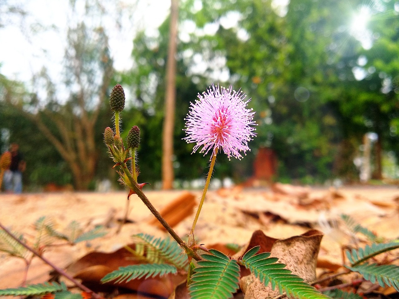 nature flora leaf free photo