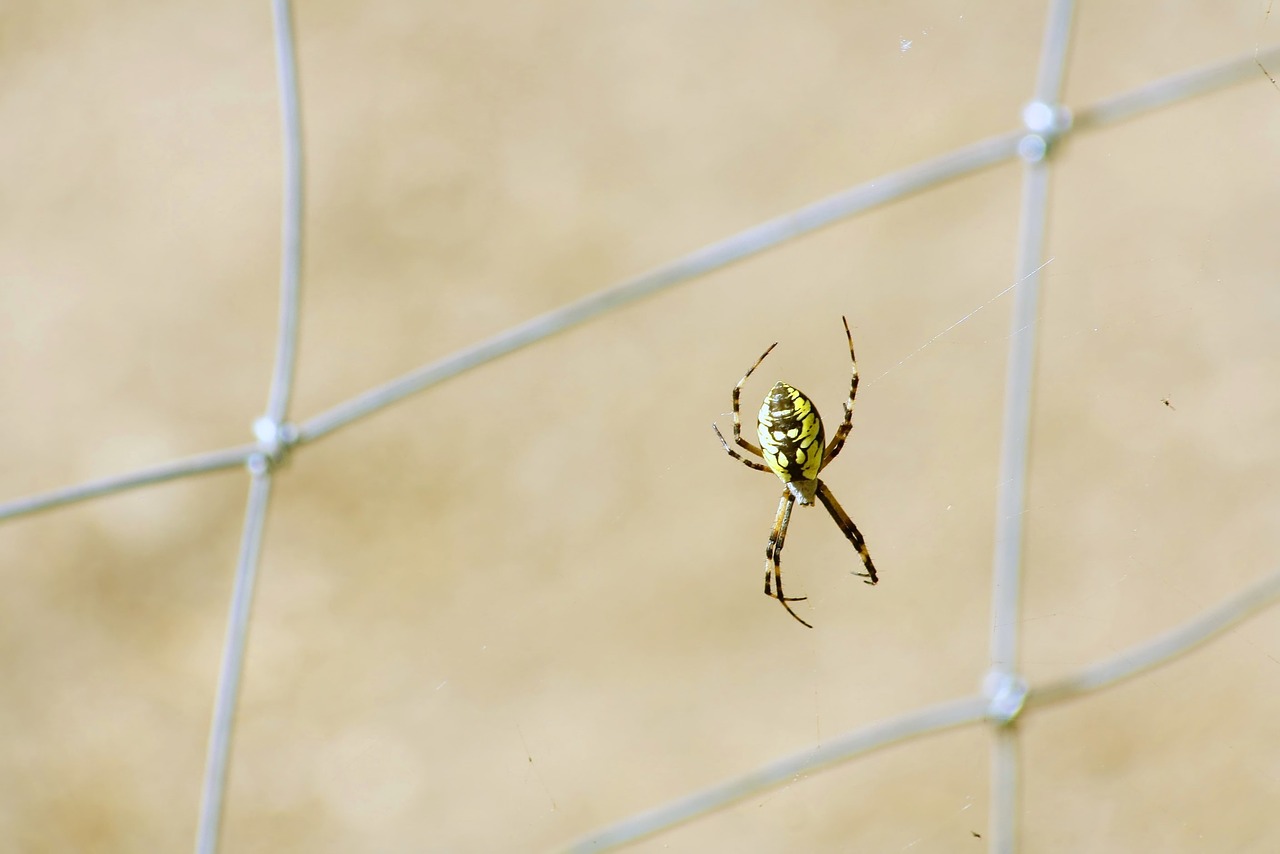 nature outdoors spider free photo