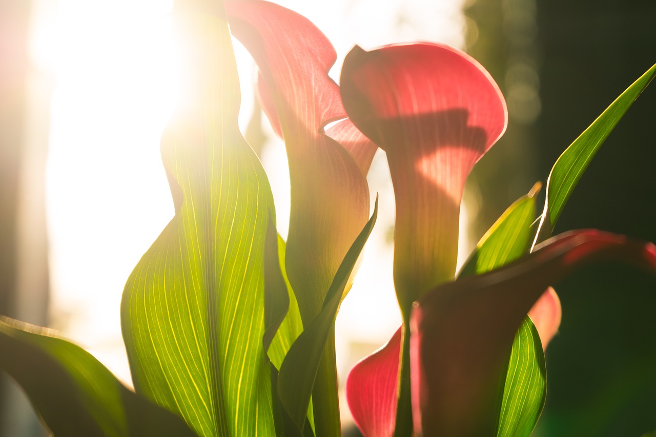 nature plant leaf free photo