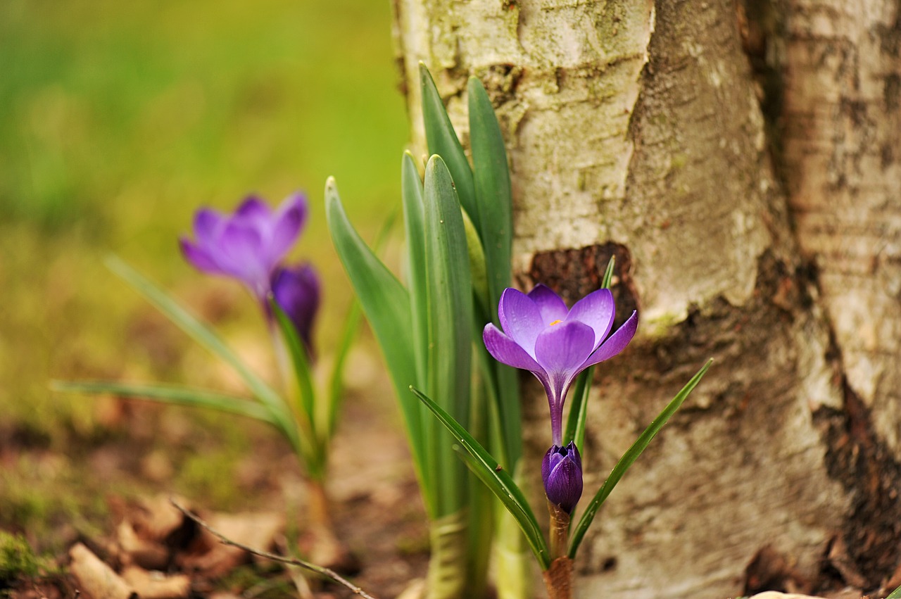 nature plant flower free photo