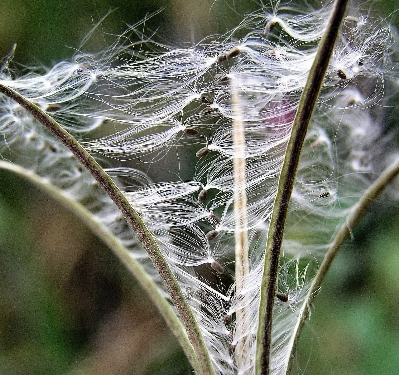 nature flora outdoors free photo